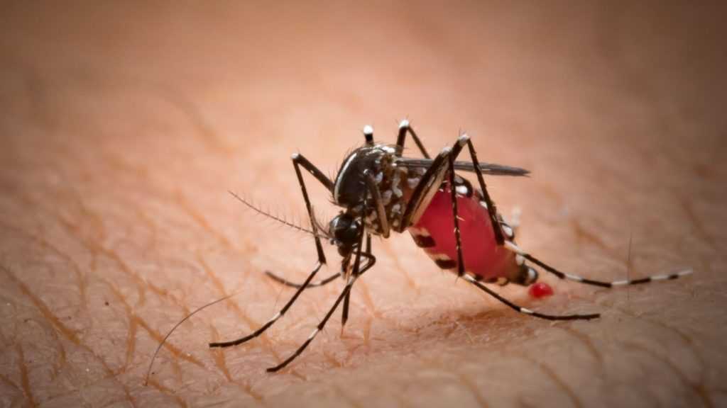 Chikungunya in pakistan