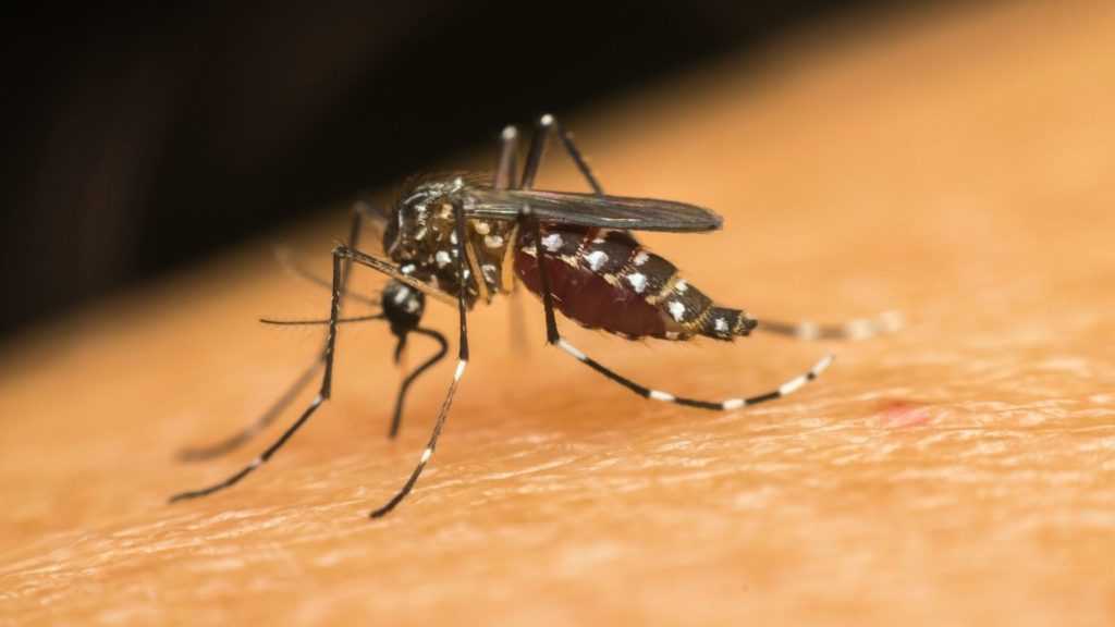 Dengue in pakistan