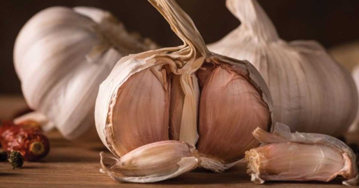 garlic causes bad breath