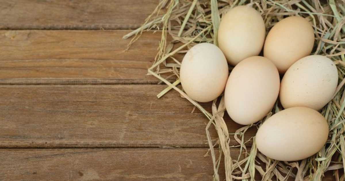 eggs are best hair food