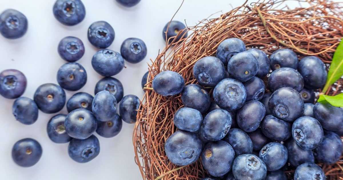 blueberries are brain food 