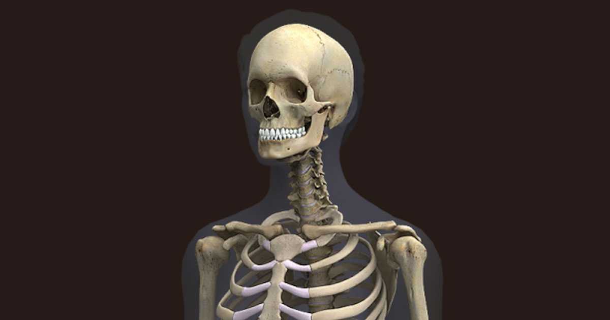 strong skeleton