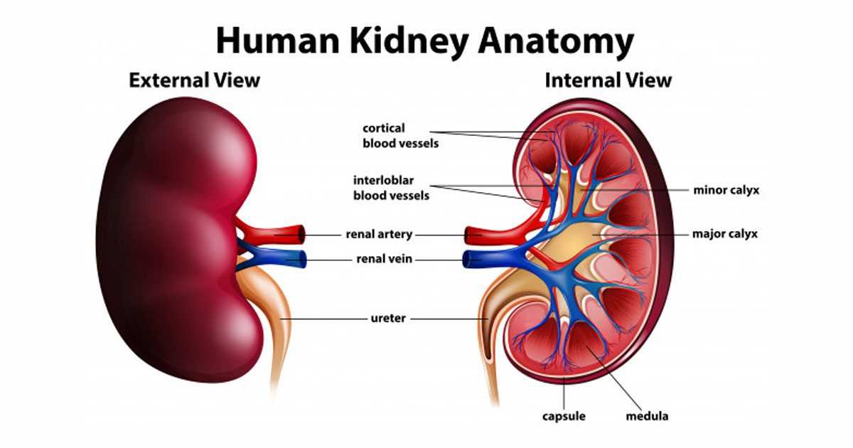 kidney anatomy
