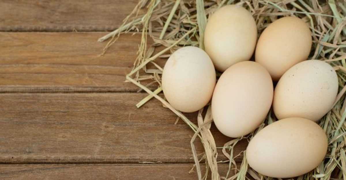 eggs for healthy bones