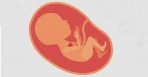  promote fetal development