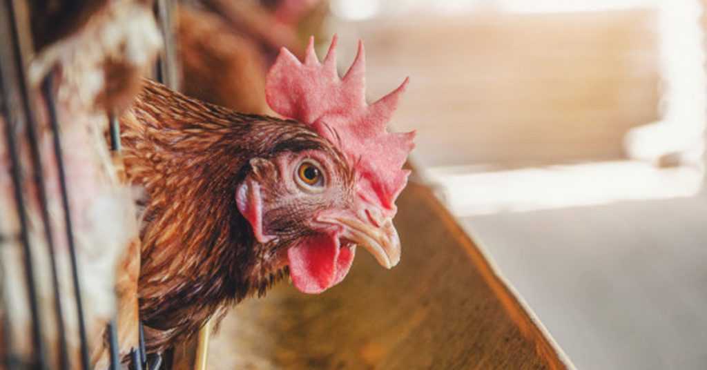 Salmonellosis (Food Poisoning): The Chicken, Eggs, and Bugs