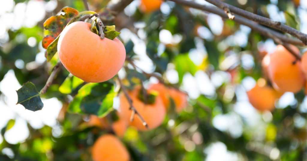 amlok fruit benefits 