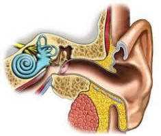  آٹومیمون کان کی بیماری کیا ہے