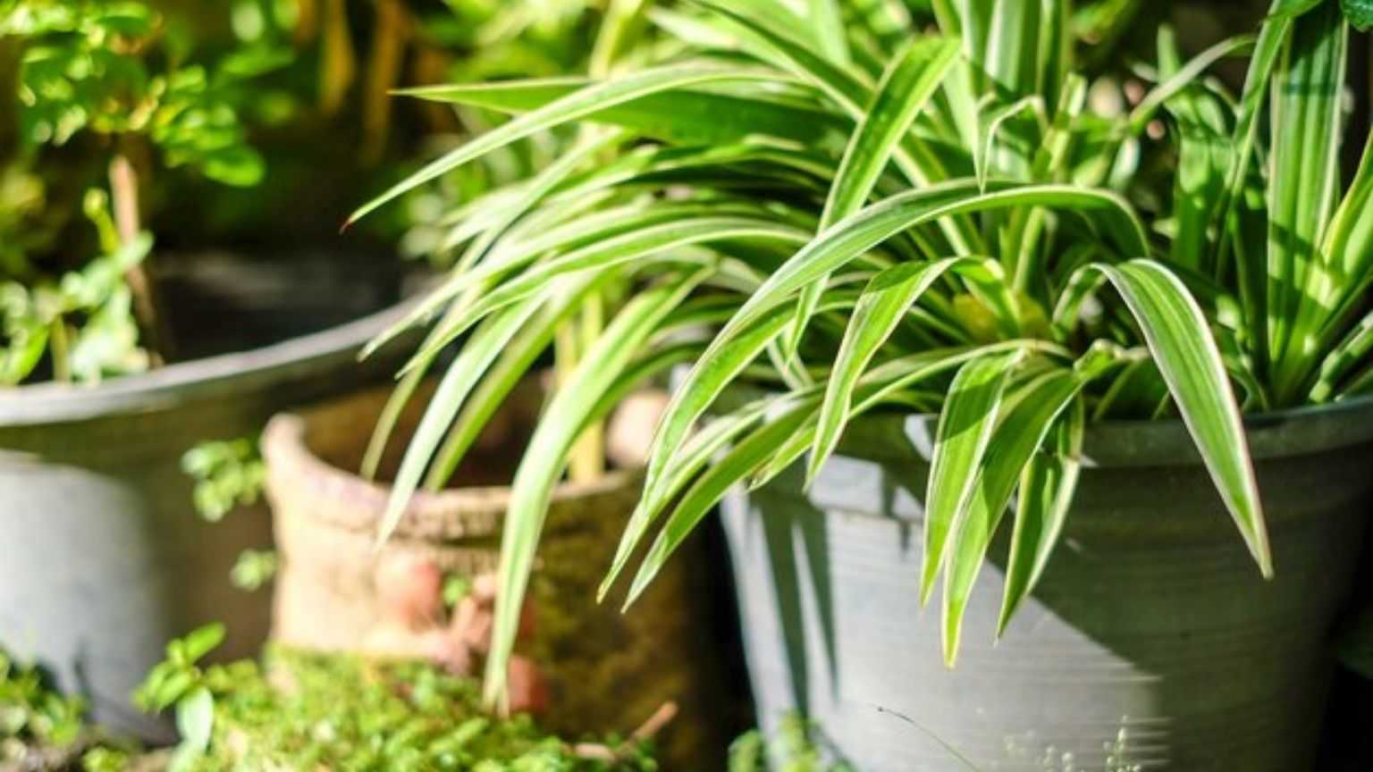 اگر آپ الرجی کا شکار ہیں تو ان پودوں کو گھر میں لگائیں اور جادو دیکھیں