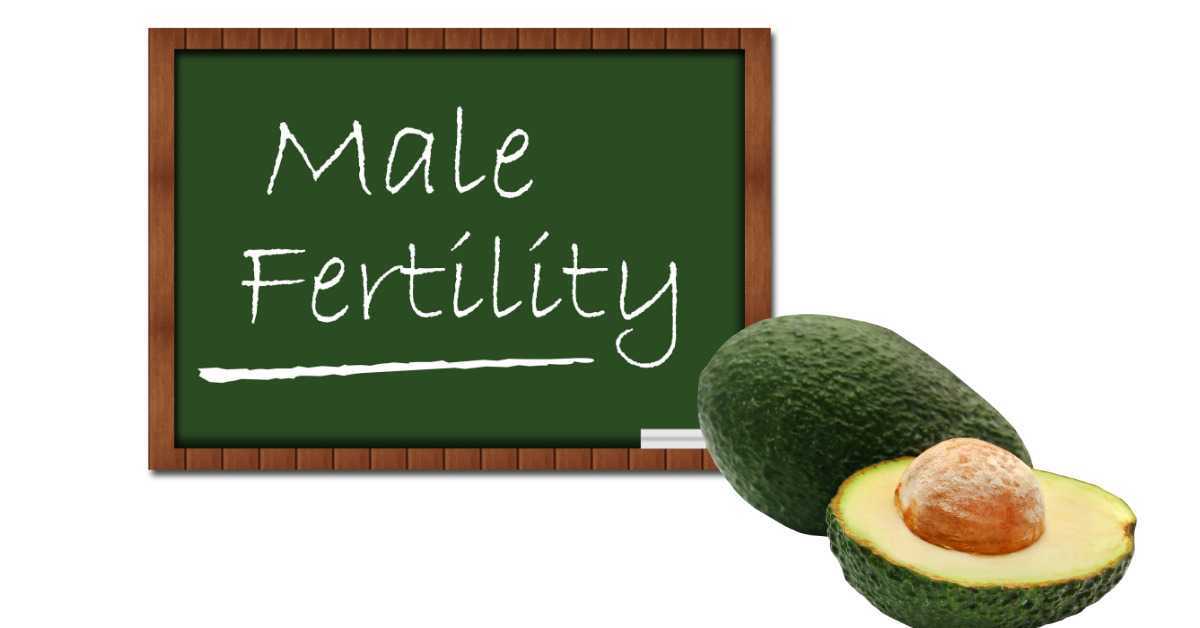 Avocado Seed Benefits for Fertility