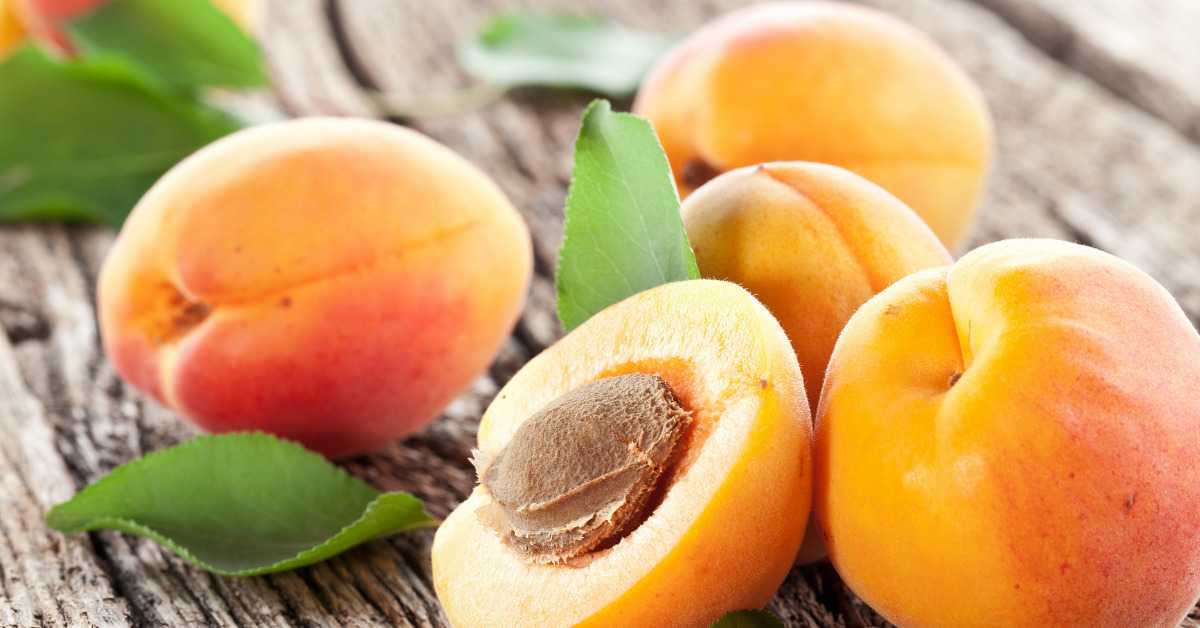 5 Apricot Benefits In Pregnancy- Get A Healthy Pregnancy