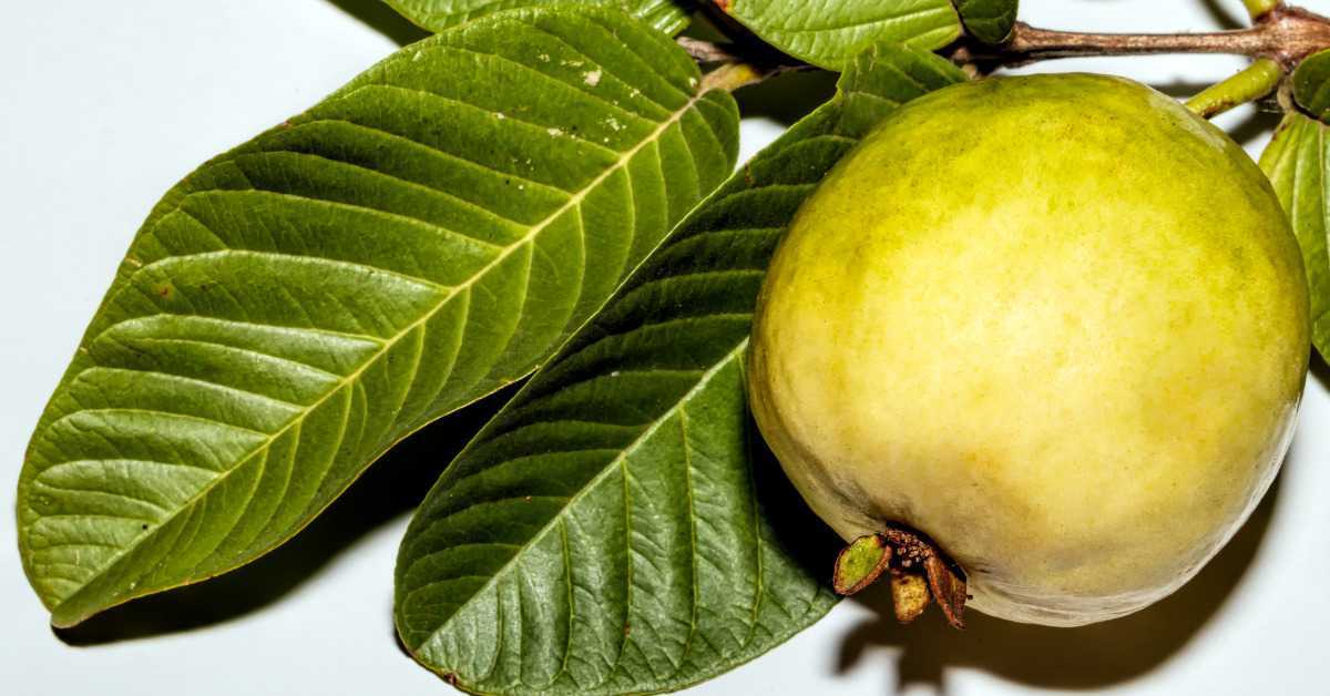 Guava Fruit Benefits in Pregnancy