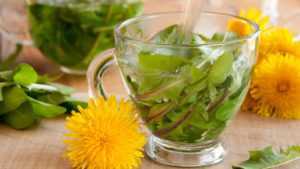 dandelion tea side effects 