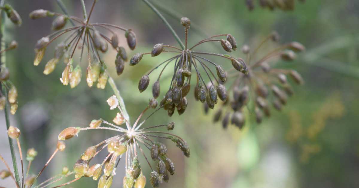 Dill Seeds Benefits for Weight Loss