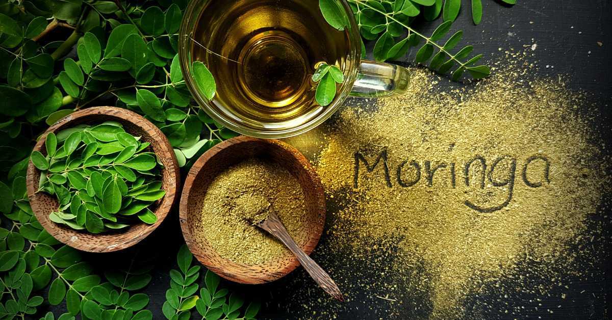 Moringa Tea Side Effects