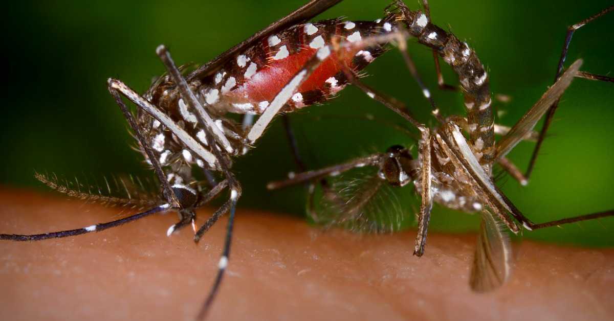Sign and Symptoms of Dengue