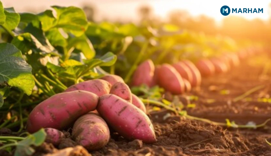 sweet potato benefits in pregnancy