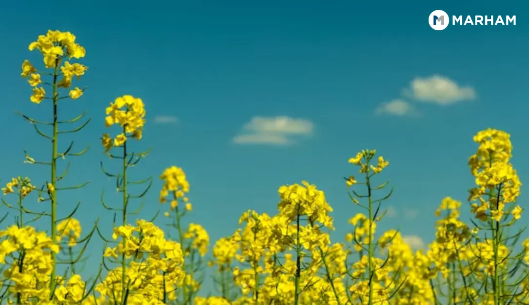 Health Benefits of Mustard Seeds