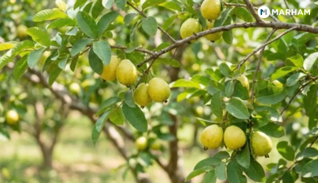 benefits of guava leaves