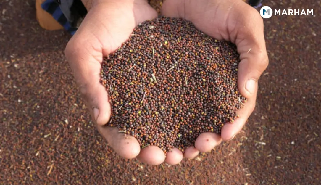 side effects of mustard seeds (1)