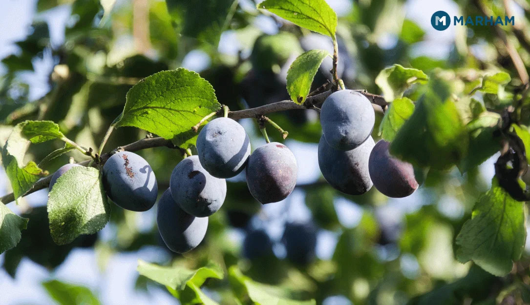 Jamun has anti inflammatory properties