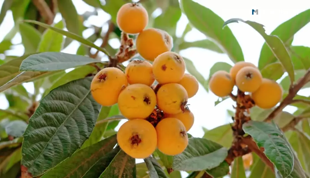 Loquat Fruit Season in Pakistan