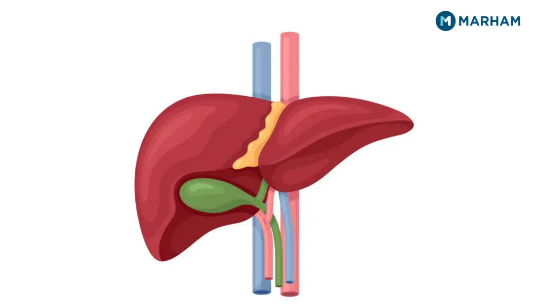 Second Largest Organ in the Body