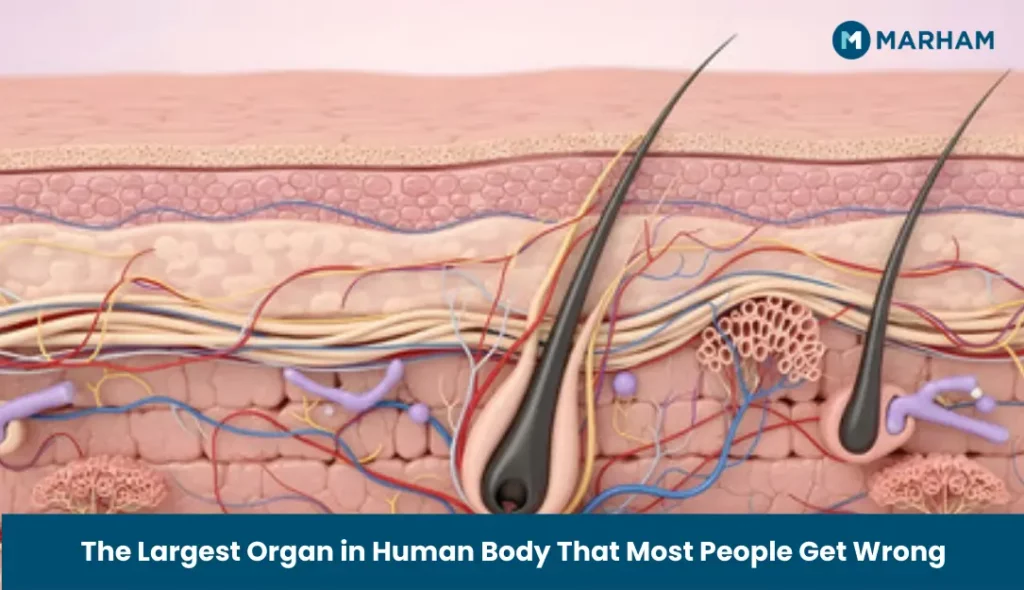 The Largest Organ in Human Body That Most People Get Wrong