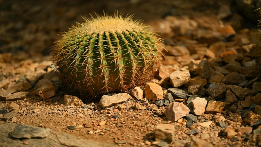 Prickly Heat Treatment That Actually Works