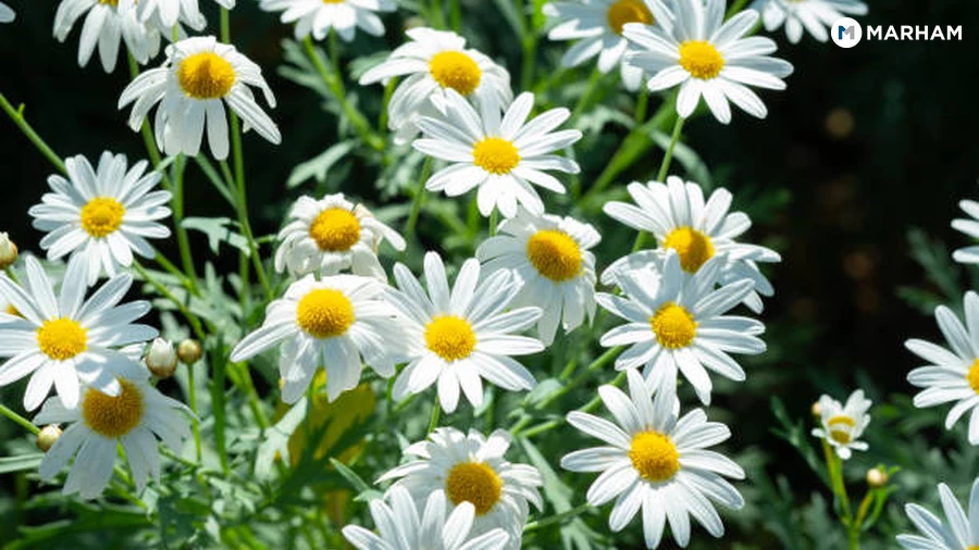 Chamomile Tea Benefits for Pakistani Readers